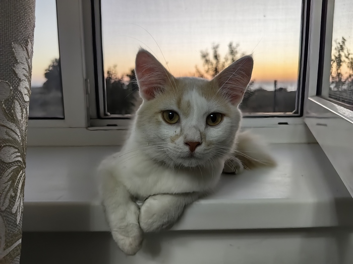 Сельский котик Василий :)