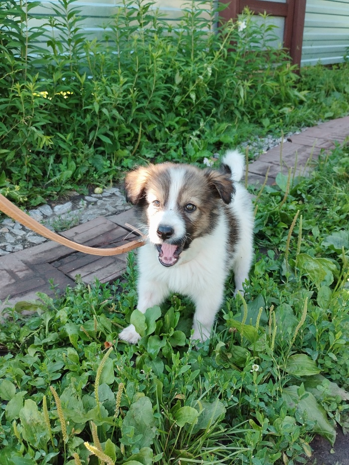 Девочка, 2 месяца.