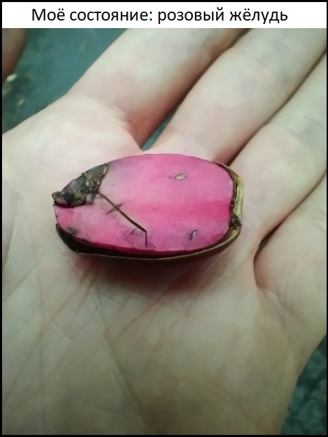 Самодельный мем Картинка с текстом, Мемы, Желудь, Парейдолия