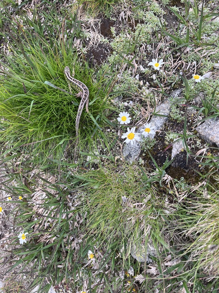 ������ ����� ����� ������, ���� ��� ���� �����-�� ������, �� ������� ������ �������, ���������������� �� �����.