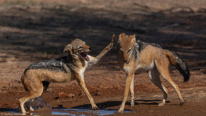 Чепрачные шакалы не поделили лужу