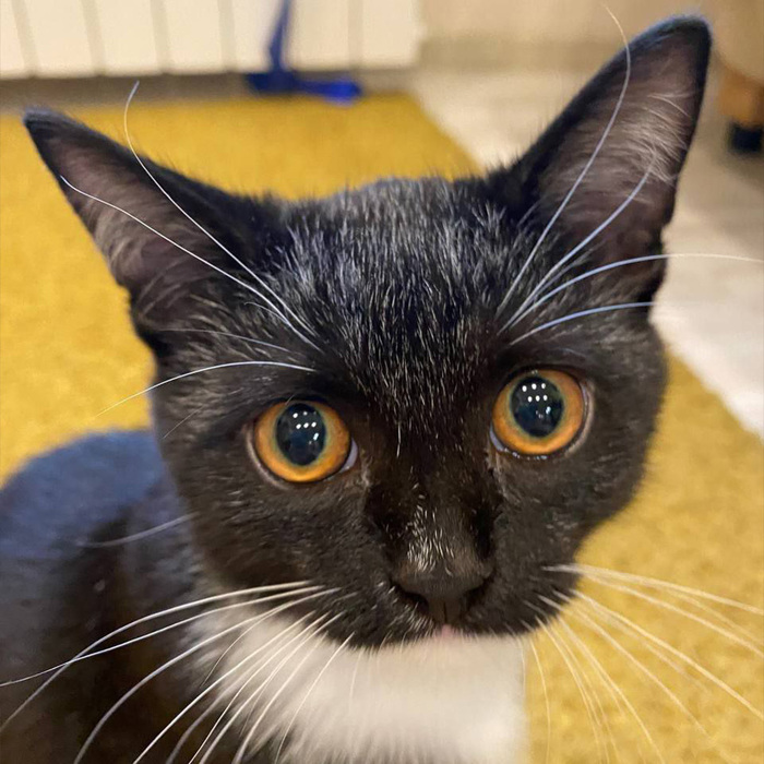 Такой седой, потому что меня увидел