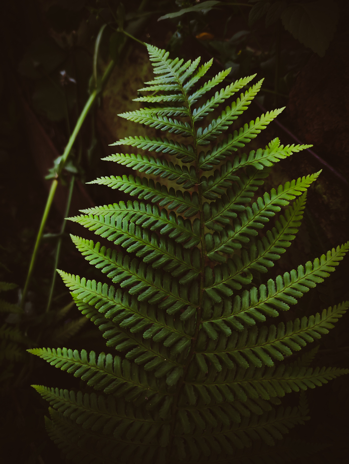 И снова папоротник