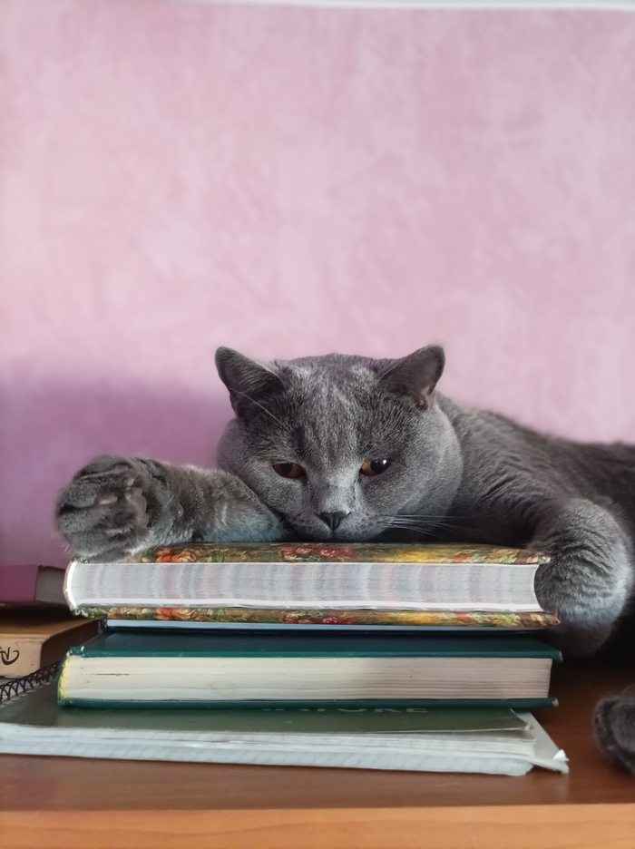 Кот, ученый, британский