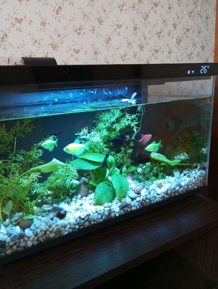  Xiaomi Mijia Smart Fish Tank , 