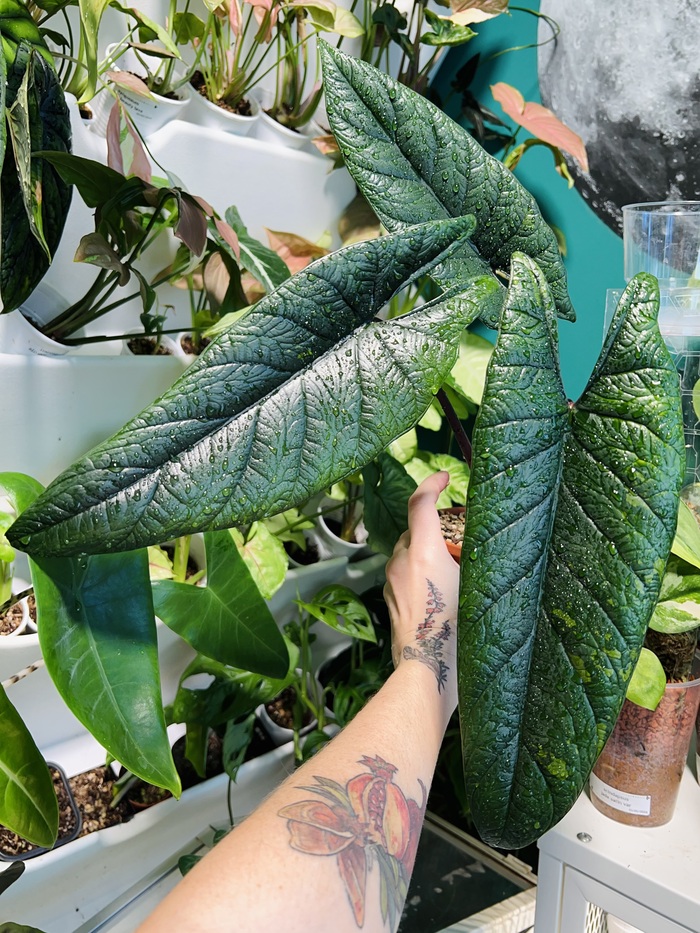 Scalprum. Из клубня, растению три года