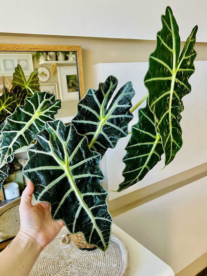 Amazonica. Самая простая в содержании