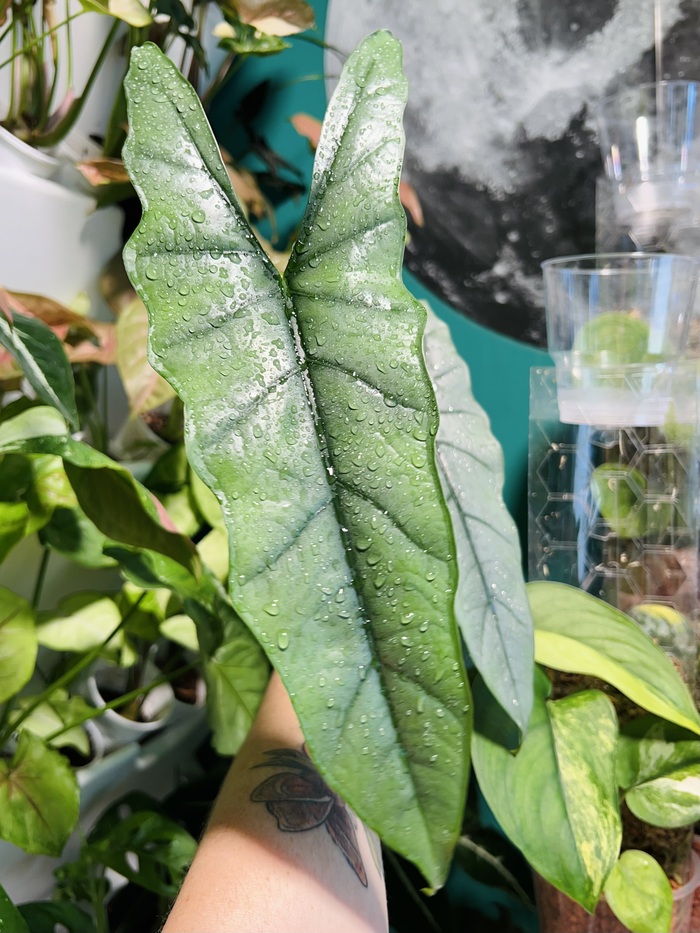 Heterophila silver. Из прошлогоднего клубня. Сводит с ума своей утонченностью, обожаю