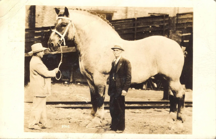 ����: <!--noindex--><a href="https://pikabu.ru/story/pravda_li_chto_na_yetikh_foto_pokazana_samaya_bolshaya_loshad_v_istorii_11636888?u=http%3A%2F%2Fdigital.grinnell.edu&t=digital.grinnell.edu&h=f04e9ee3b13ce8998fd92568f142717c71a2c965" title="http://digital.grinnell.edu" target="_blank" rel="nofollow noopener">digital.grinnell.edu</a><!--/noindex-->