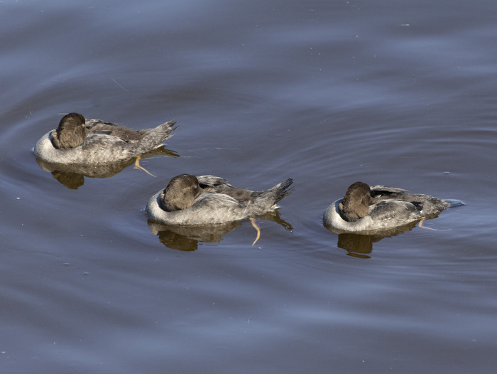 Не смог опознать птицу, нужна ваша помошь
