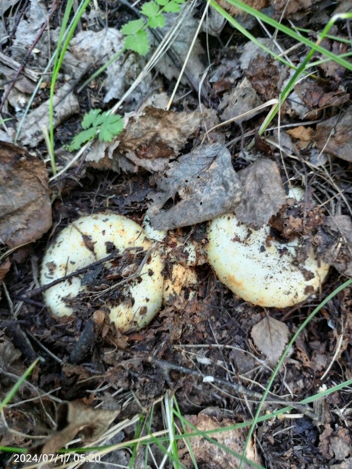 Тихая охота. Грузди 2024г Тихая охота, Лес, Грибы, Груздь, Длиннопост, Заготовки, Фотография