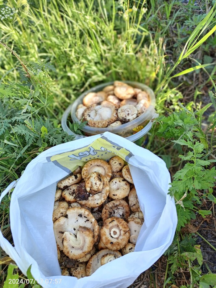 Тихая охота. Грузди 2024г Тихая охота, Лес, Грибы, Груздь, Длиннопост, Заготовки, Фотография