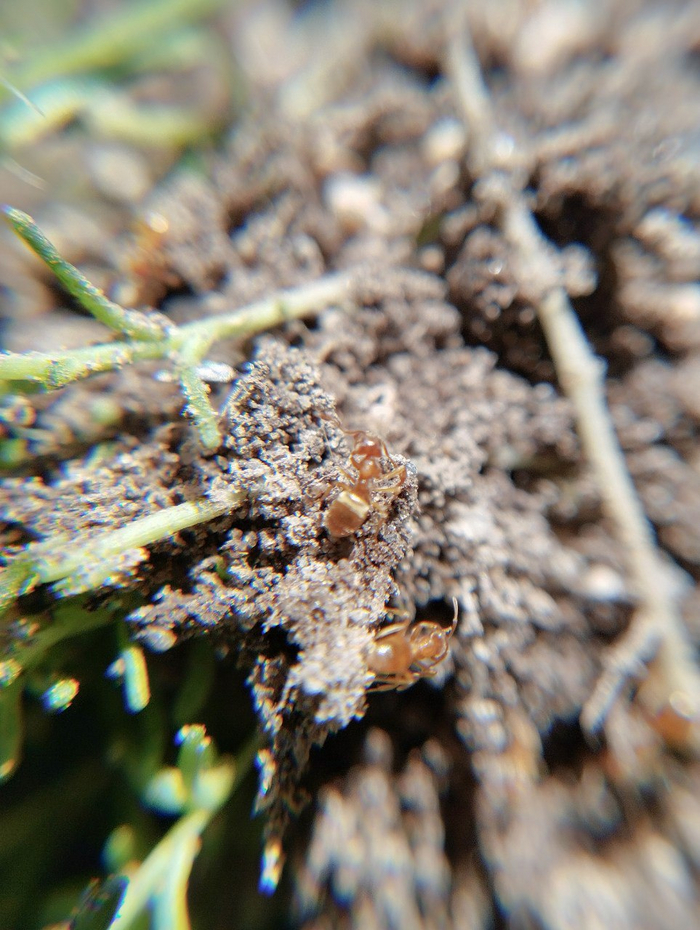   Ƹ   Lasius Umbratus