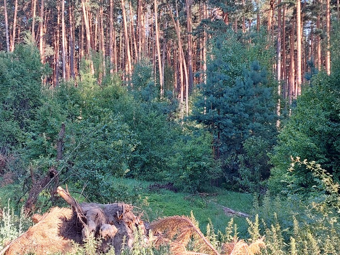 ��� �������