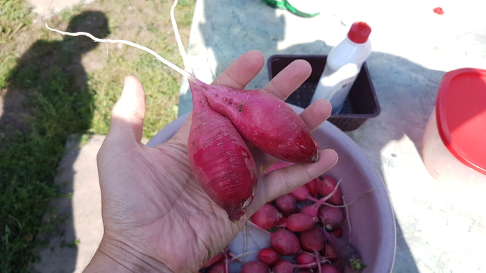 Гигантская редиска Овощи, Гиганты, Редиска, Своими руками