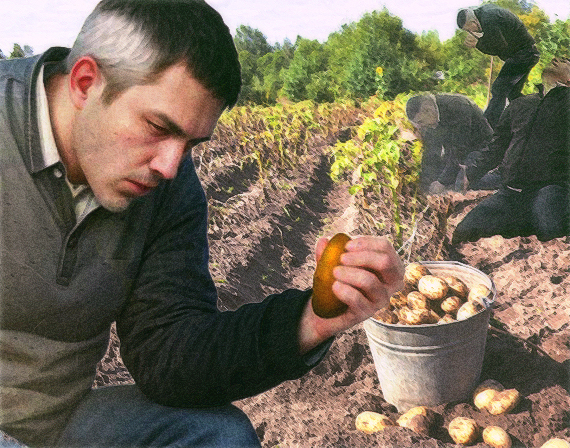 Созревает урожай