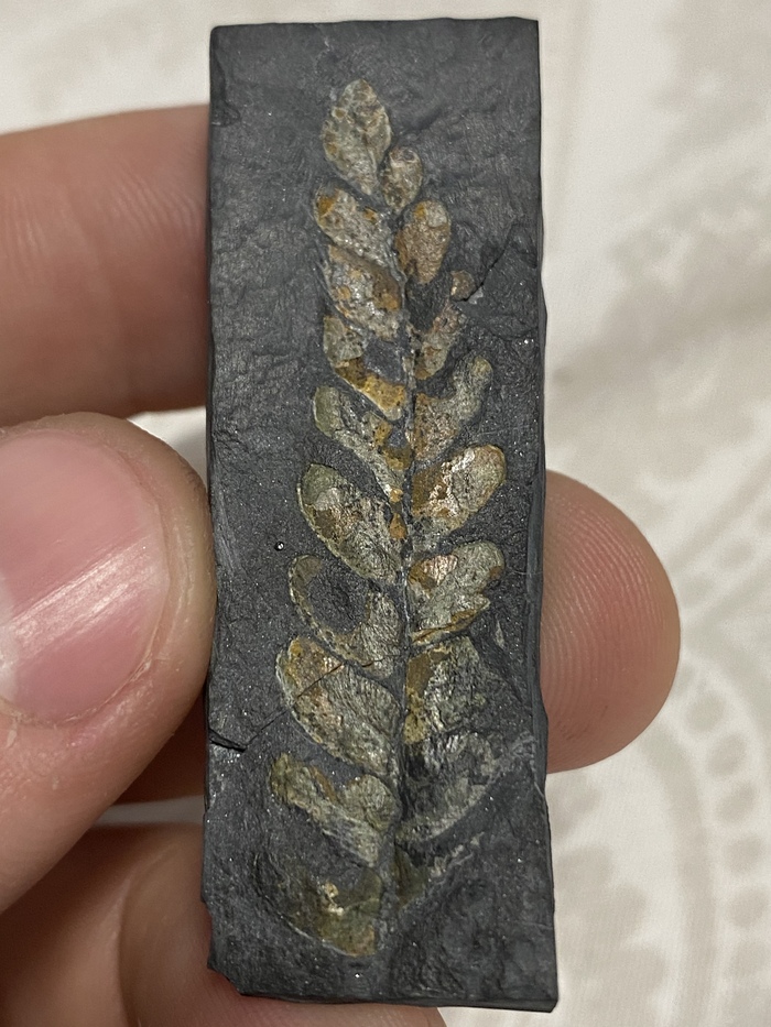 ��� ������ �� �������