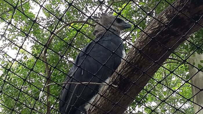 Одна из немногих птиц, отделенных сеткой (язык не поворачивается сказать "в клетке", потому что по факту в клетке прячется посетитель). Даже называется страшно – гарпия