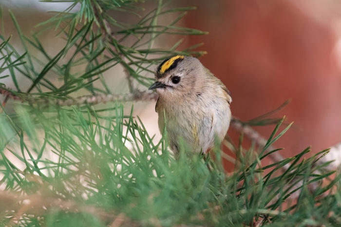 Желтоголовый королёк