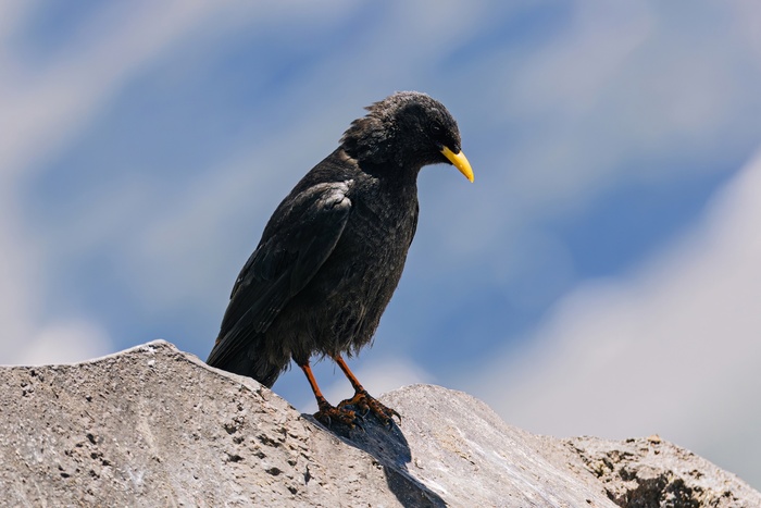 Альпийская галка