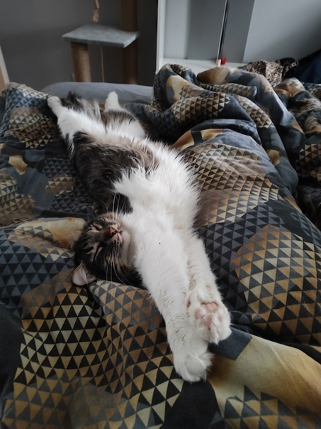 ����� ���������� ����