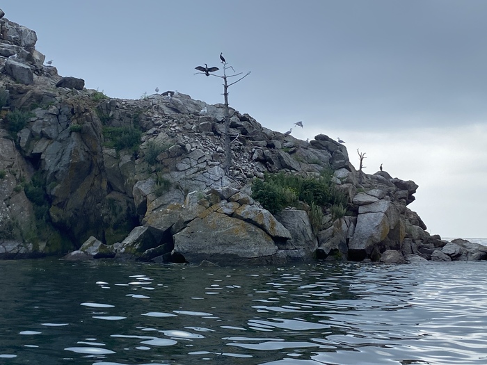 Проплывали островок с птицами, где были чайки и бакланы; на фото баклан сушит крылышки