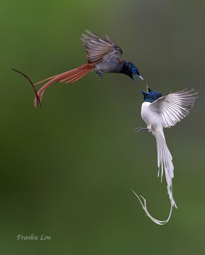 Амурские райские мухоловки.
