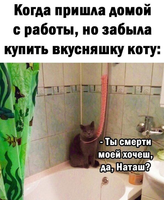 А кот тебе этого не простит, Наташа...