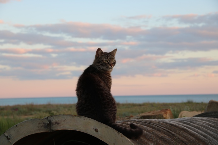 ������, ��� �������, ����