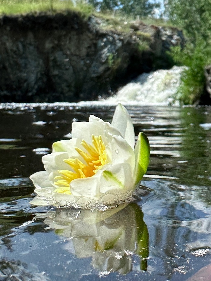 Озеро Большой Шерамбай. Лилии. Фото:<a href="https://pikabu.ru/story/kak_tsiklon_unichtozhil_ozero_v_bashkirii_11673187?u=https%3A%2F%2Fvk.com%2Folgakolosowa&t=%D0%9E%D0%BB%D1%8C%D0%B3%D0%B0%20%D0%9A%D0%BE%D0%BB%D0%BE%D1%81%D0%BE%D0%B2%D0%B0%20%2F%20%D0%92%D0%9A%D0%BE%D0%BD%D1%82%D0%B0%D0%BA%D1%82%D0%B5&h=42225c313c74dfcb05b1abc8966035b1f306d6e3" title="https://vk.com/olgakolosowa" target="_blank" rel="nofollow noopener"> Ольга Колосова / ВКонтакте</a>