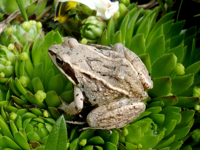 Пришла пожелать всем чювакам хорошей среды