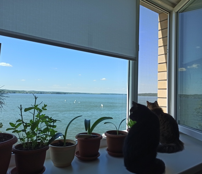 Котикам тоже нравится