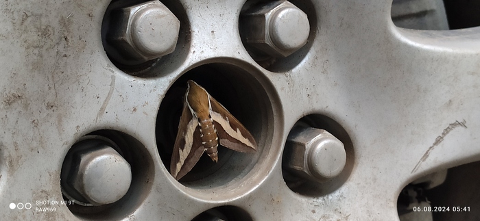 Бражник подмаренниковый.