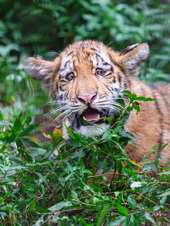 Малыш познаёт это жестокий мир
