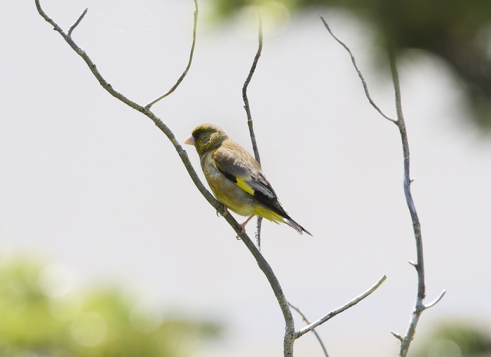 Снято на острове Русский, поселок Аякс