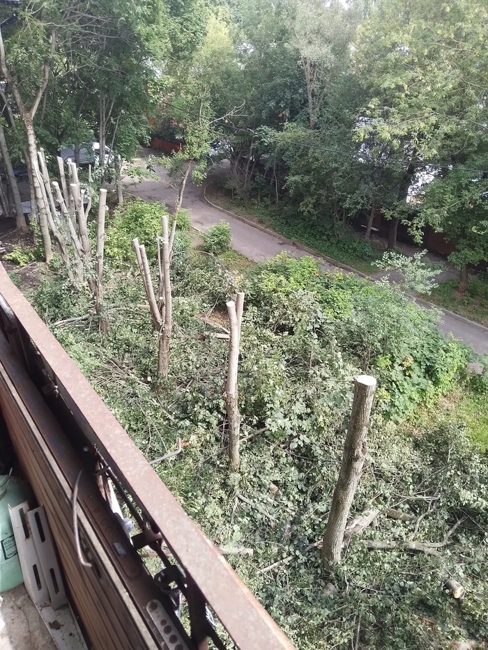 Абсолютно здоровые деревья