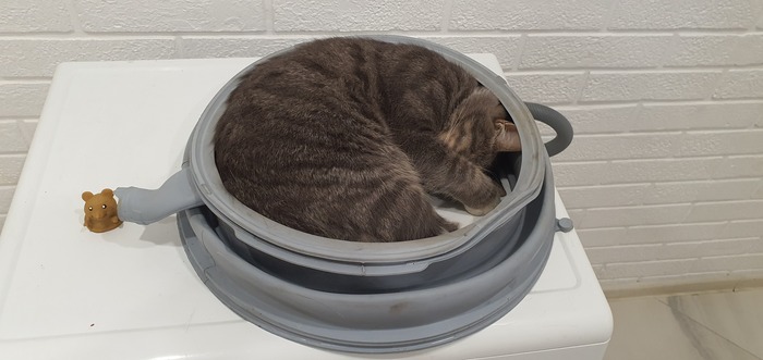 Старшенький