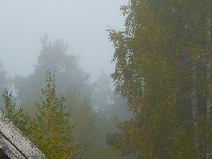 Сегодня туман