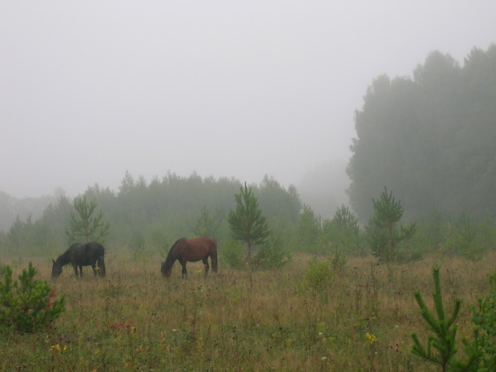 Местные жители гуляют рано утром, в тумане