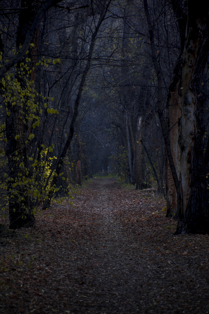 Роща им. Баума, г. Алматы