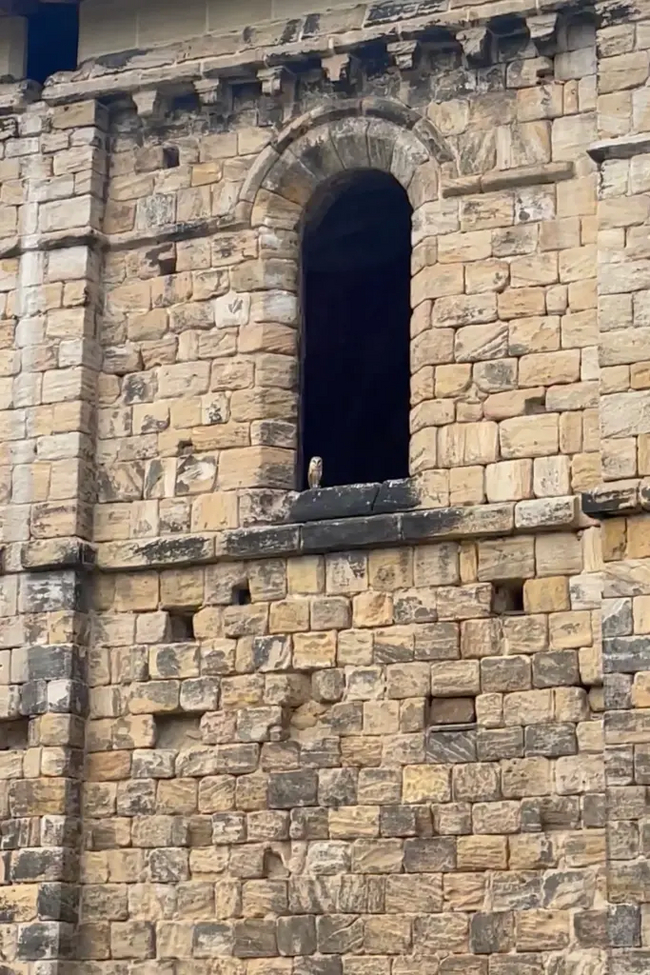 Сова, сбежавшая с обручальными кольцами во время церемонии в аббатстве Киркстолл в Лидсе 20 июля 2024 года