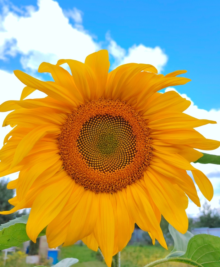 Дачное летнее