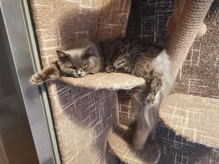 Этой банде скоро годик, это её любимая полка для сна.