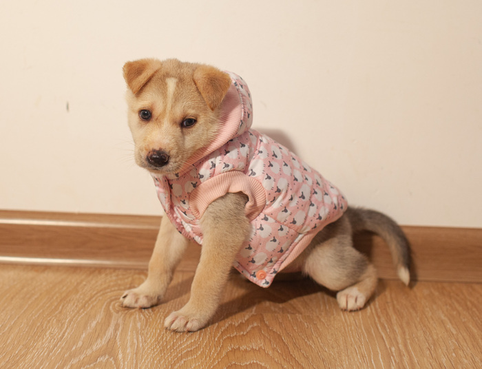 Щенок метис в дар