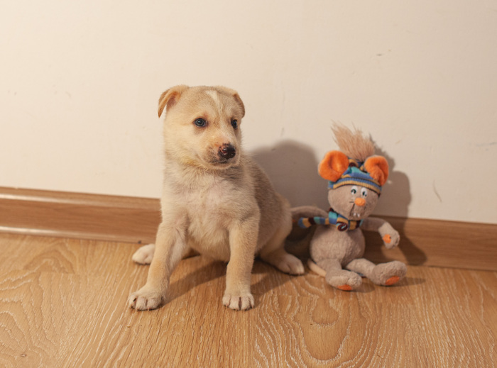 Щенок в дар