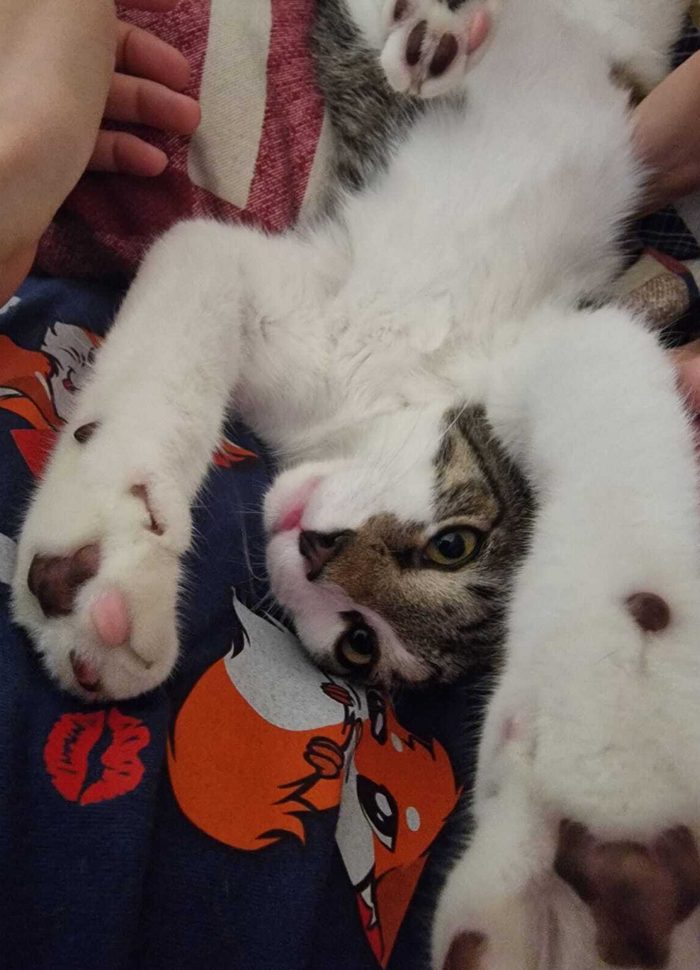 Это вот он так меня будил. Катаясь по моему лицу своей пятой точкой.