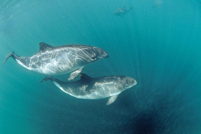 Те самые чуваки, которые пошли за закуской к пиву и не могут вернуться уже 5 часов.