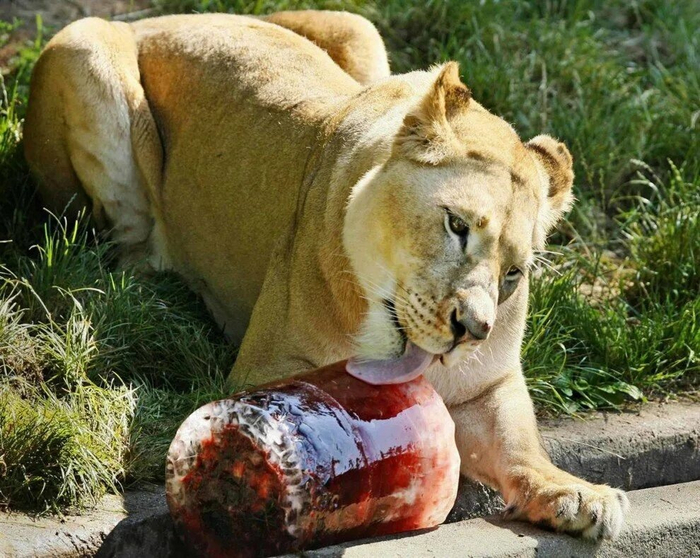 Такие лакомства делают даже для королевских особ! Это стандартная практика в зоопарках.