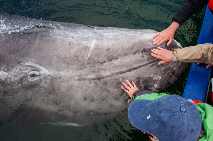 Не переживай, кит, все мы иногда пахнем так себе!