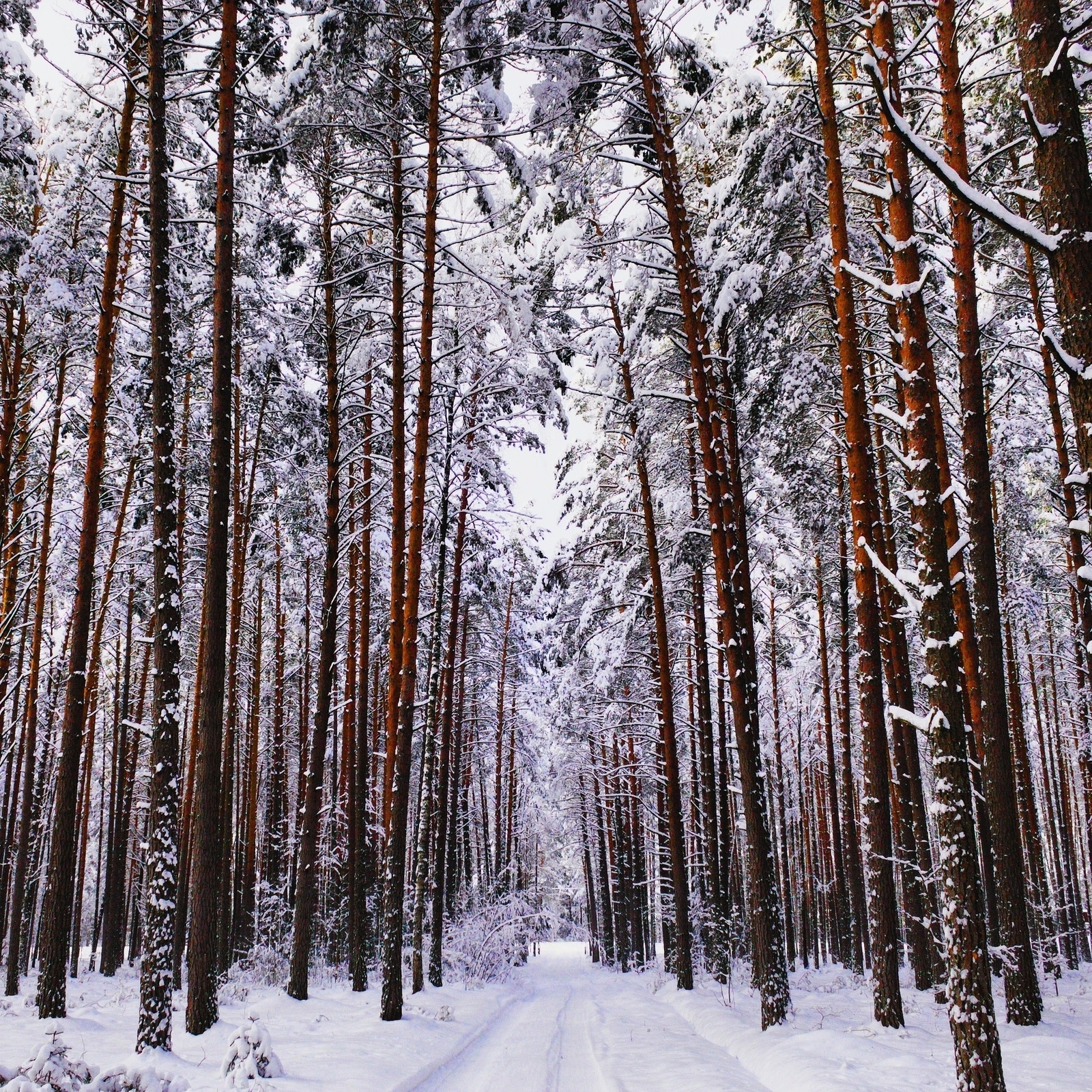 Беларусь лес